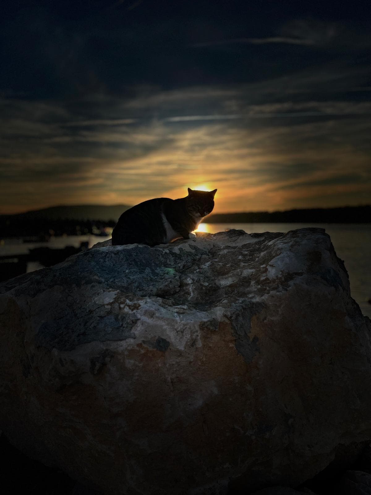 A local cat watches the sunset by the shore.